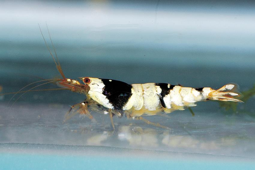 Caridina sp. Black & White Crystal